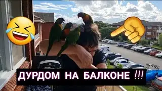 Заклевали ! Дикие попугаи решили,что они домашние ! Это надо видеть.И смех и грех.Элла Австралия