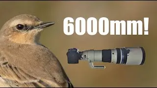 Wildlife at 6000mm!  - With the  Panasonic Gh6 and Olympus 150-400mm