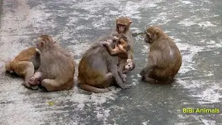 BiBi monkey plays friendly with Mom & Dad | Detective BiBi helps dad take care of Baby Monkey