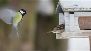 Bird feeding 11/2024