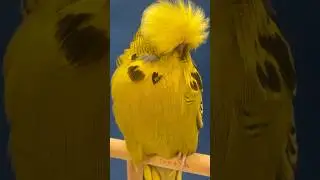 What is good on this dl125 exhibition budgie cock? #budgie #budgies #viral #muhabbetkuşu #muhabet