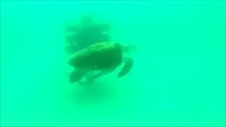 Freediving Artificial Reef off Okaloosa Island - June 2022