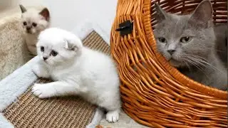 Little Kittens and Scottish Fold CATS
