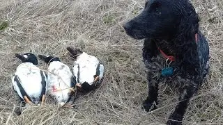 Охота на утку с русским охотничьим спаниелем!!!Стелла(Арктика)