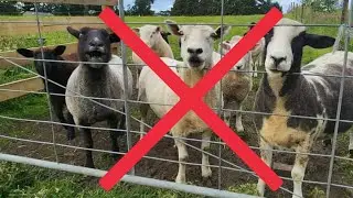 5 CONS OF OWNING SHEEP