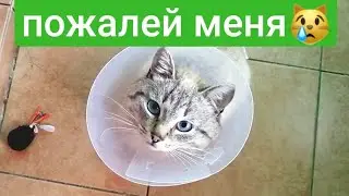 КОТИК ЗАБОЛЕЛ И СТАЛ ЛАСКОВЫМ😿🤗