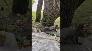 Как кормить белок?!