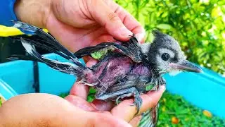 SAVING A BABY BIRD FROM DROWNING IN MY POND!