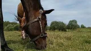 31 августа. День Флора и Лавра-покровители лошадей.