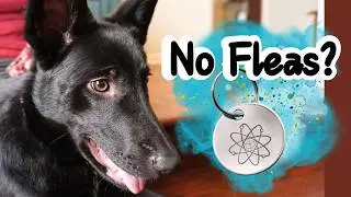 This Natural Flea Preventative May Be THE BEST