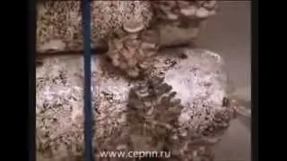 Изготовление грибных блоков вешенка в домашних условиях