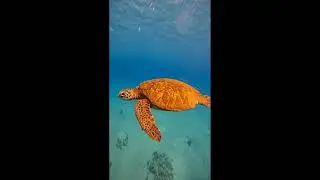 Awesome and Cute Animal Videos! #8