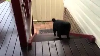 Мопс поднимается по лестнице)))