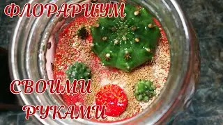 ФЛОРАРИУМ. СДЕЛАЙ САМ