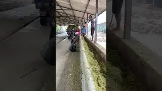 மாட்டு பண்ணை | Cow Farm 🚜🐄🌾| #cow | #farm | #shorts | #kannanfarm