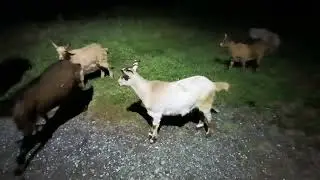 прогулка по деревне