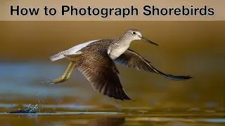 Bird photography on the beach - my tips for better photos