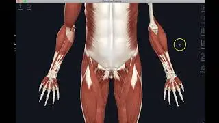 Muscles That move the wrist and digits