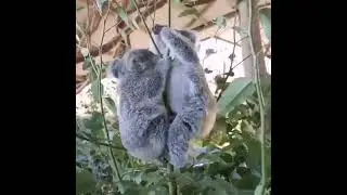Коалы- милое создание! 😍