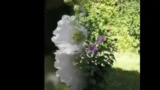 БЕЛИ РУЖИ, НЕЖНИ РУЖИ..