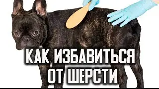 Как избавиться от шерсти от французского бульдога
