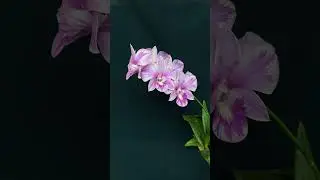 Dendrobium