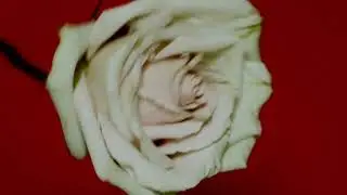 Fintan — Language (Lyric Video)