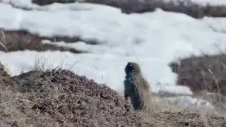 Arctic ground squirrel digs for food