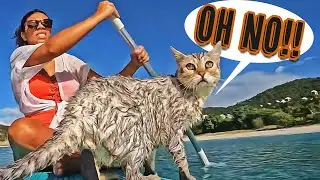 Snorkeling Adventure GOES WRONG in Salt Pond Beach! 🏄‍♀️😳🐈 (Hiking Ram Head Trail, St. John)