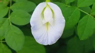 White Clitoris Flower | Asian White Pigeonwings | Clitoria Ternatea