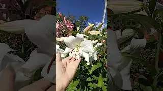 Лилия-гигант ОТ-гибрид Замбези.