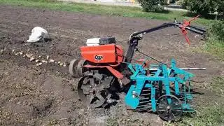 Копаем картошку мотоблоком Ока.22.08.2020г.