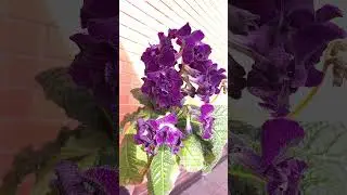 Стрептокарпус DS 2080