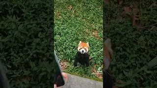 As good friends, didn't you bring me an apple?🤤🤤🤤#fy #cute #adorable #redpanda #love #apples