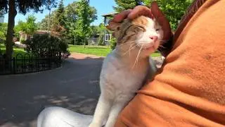 Stray cat jumps on my lap and purrs very loudly
