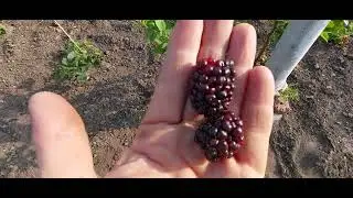 618.Последние работы с малиной перед зимовкой .