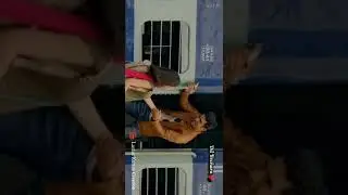 Dil bechara💓