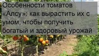 Особенности томатов «Алсу»: как вырастить их с умом, чтобы получить богатый и здоровый урожай