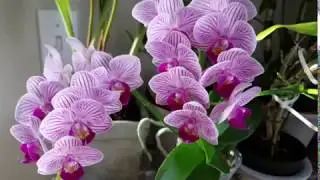 What do I need to have orchids in my home? ║Orchids in the world