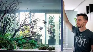 MASSIVE ANGELFISH AQUARIUM! The Most Expensive Tank I've EVER Set Up!
