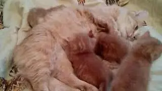 Кошка Василиса (Васаби)  . Бармалей и Фокс с братьями.