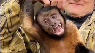 Обезьянка Санчос и Ксюша рассказали про капуцинов КИНОЗВЕЗД!