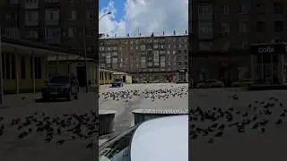 Голуби... #москва #россия #голубь #метро #птицы #птицы #ломоносовский #метрополитен #видео #голуби