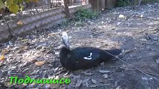 Танец утят La danse
