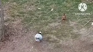 Гусь.