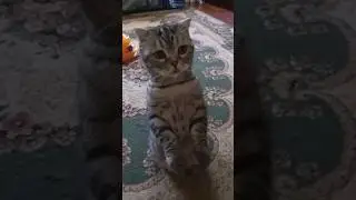 кот Осман 