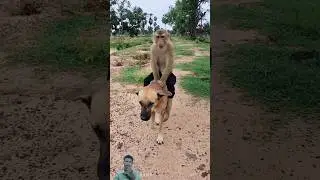tomy & monkey 🐕 🐒 New Viral Gadgets, Smart Appliances, Kitchen Utensils/ Home Inventions#shorts