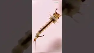 The Fascinating 4 Stages of a Mosquito's Life
