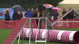 World Championship Agility German Shepherds Lina Bergmann Ine v  Krausenberg