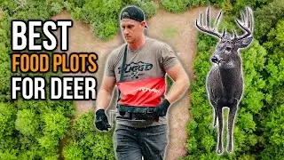 Best Way To Maximize Deer Food in Small Food Plots